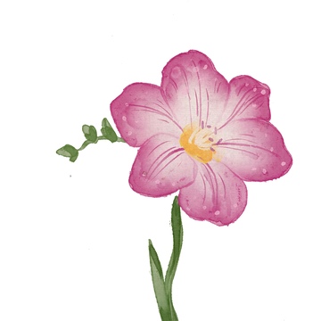 水彩花卉插画素材