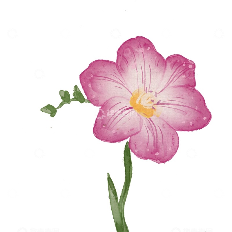 源文件下载【趣麦麦图】水彩花卉插画素材
