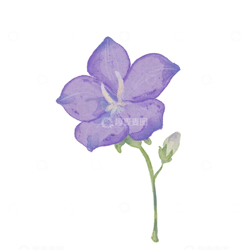 源文件下载【趣麦麦图】水彩花卉紫花插画设计素材