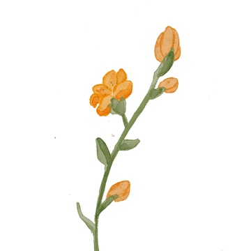 水彩桔黄色花朵插画