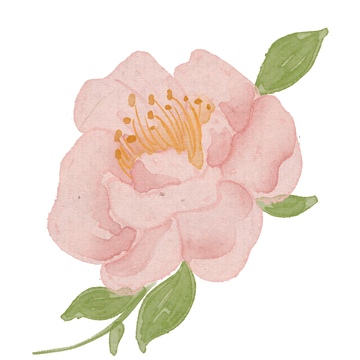 水彩淡雅花卉插画