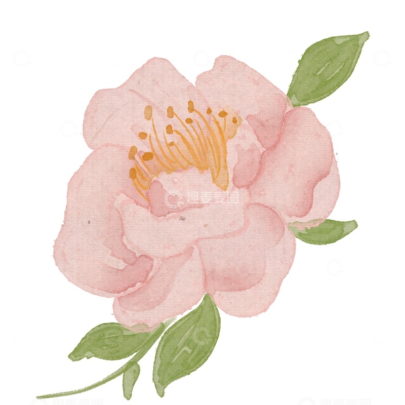 源文件下载【趣麦麦图】水彩淡雅花卉插画