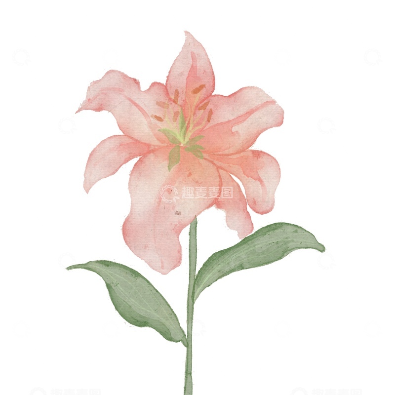 源文件下载【趣麦麦图】水彩百合花插画素材