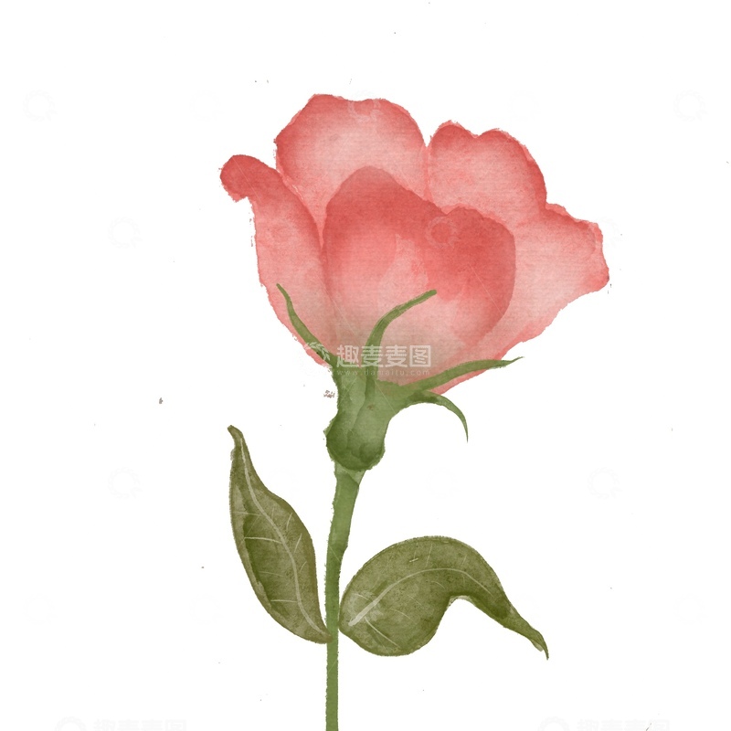 源文件下载【趣麦麦图】水彩玫瑰插画素材