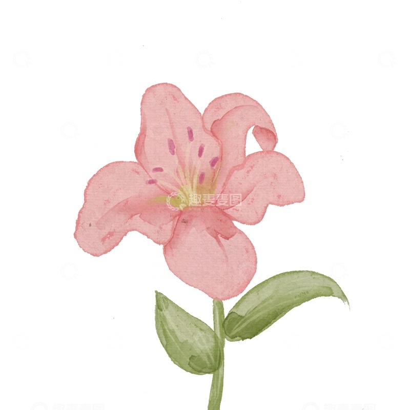源文件下载【趣麦麦图】水彩花卉百合插画设计素材