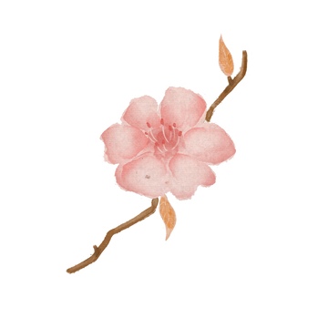 水彩花卉插画设计素材