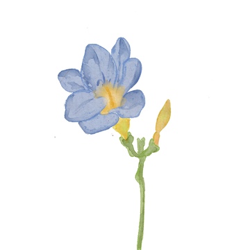 水彩春天花卉插画素材