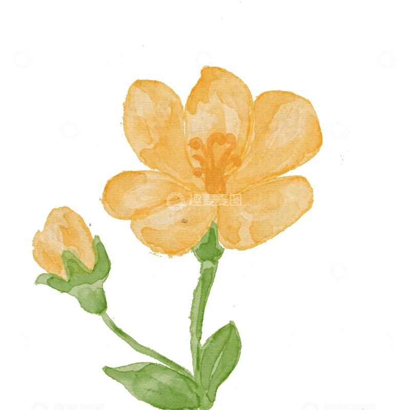 源文件下载【趣麦麦图】水彩黄花卉手绘插画