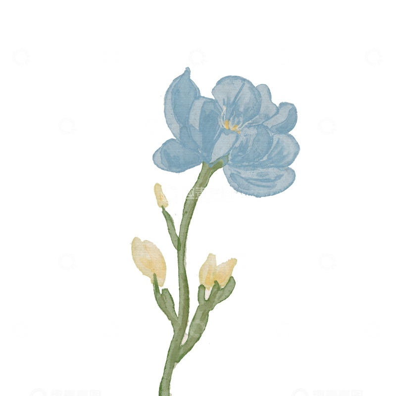 源文件下载【趣麦麦图】水彩风蓝色花卉插画设计素材