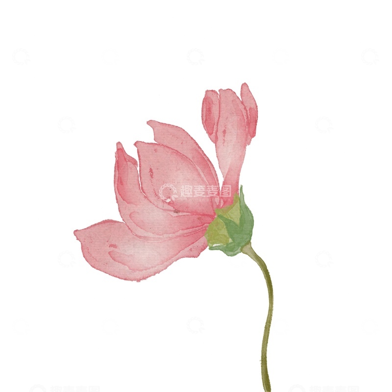 源文件下载【趣麦麦图】水彩粉色花朵插画设计元素