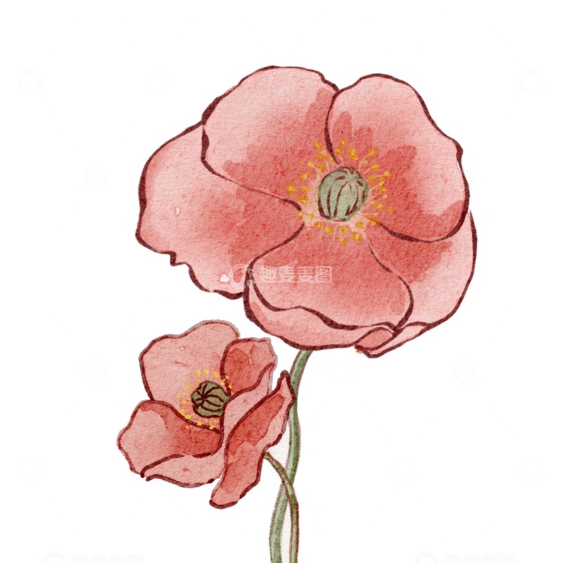 源文件下载【趣麦麦图】水彩花卉插画虞美人