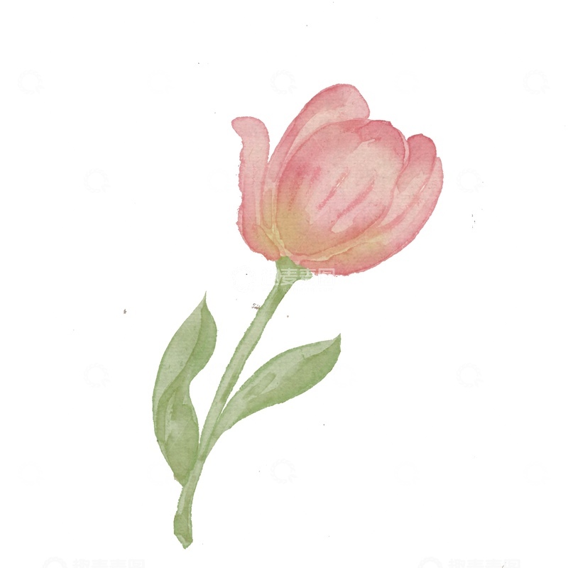 源文件下载【趣麦麦图】水彩郁金香绘画素材