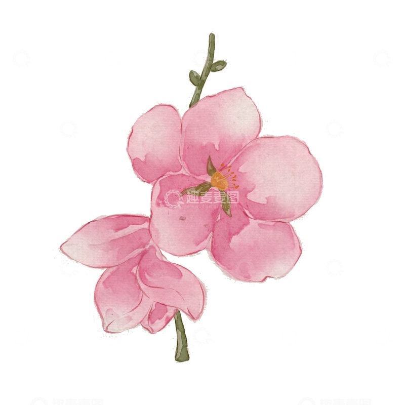 源文件下载【趣麦麦图】水彩樱花特写装饰素材