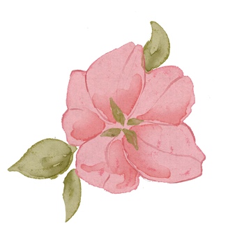 水彩花卉插画花朵绿叶元素