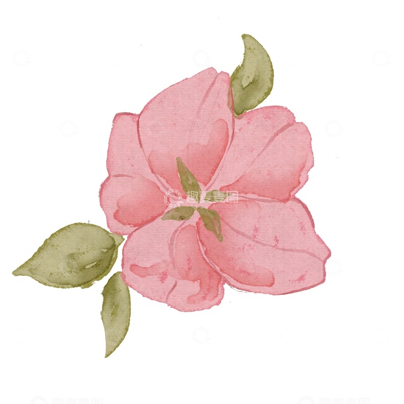 源文件下载【趣麦麦图】水彩花卉插画花朵绿叶元素