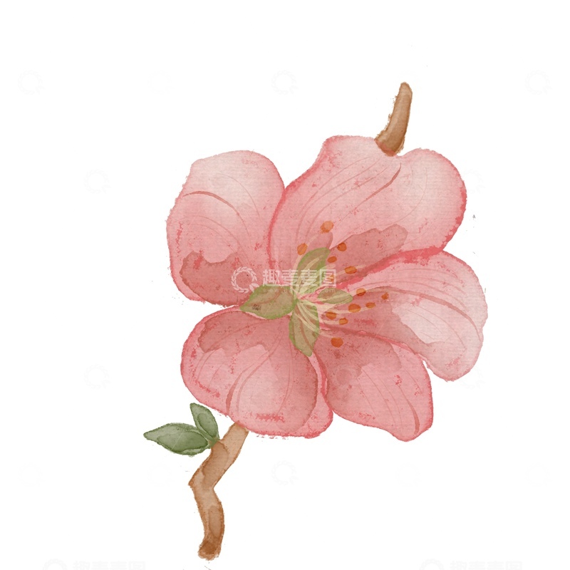 源文件下载【趣麦麦图】水彩花卉插画桃花元素设计素材