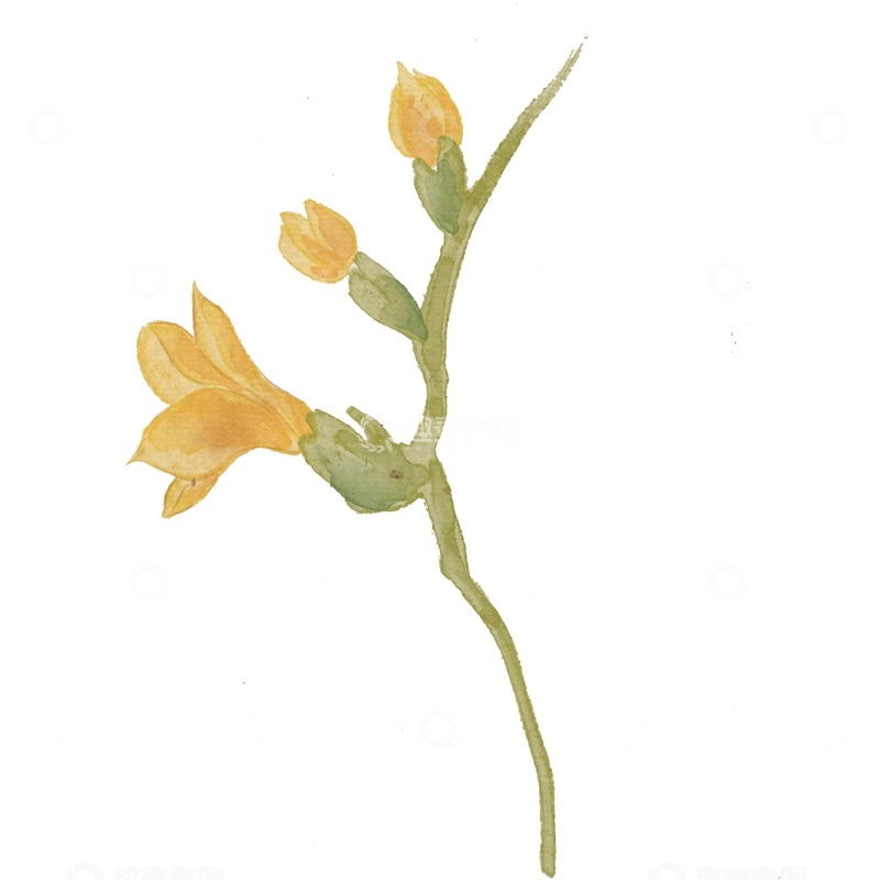 源文件下载【趣麦麦图】水彩画黄色花朵植物插图