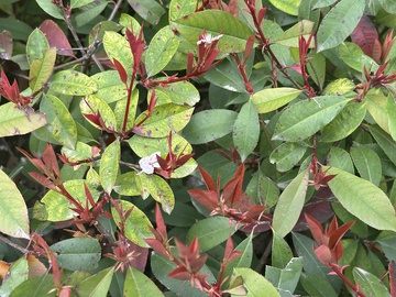 红叶植物特写摄影图