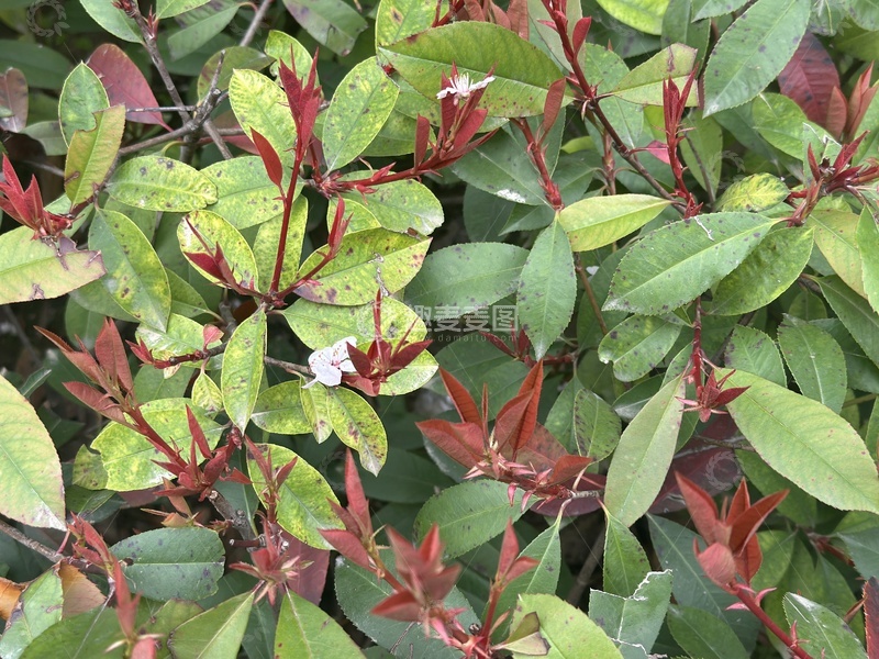 高清大图下载【趣麦麦图】红叶植物特写摄影图