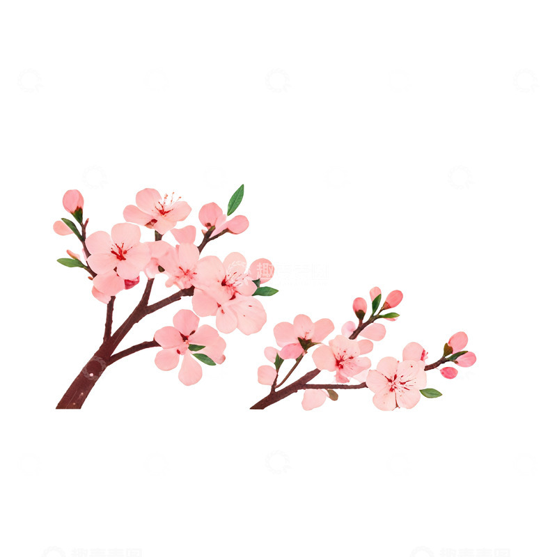 高清大图下载【趣麦麦图】水彩樱花插画元素设计素材