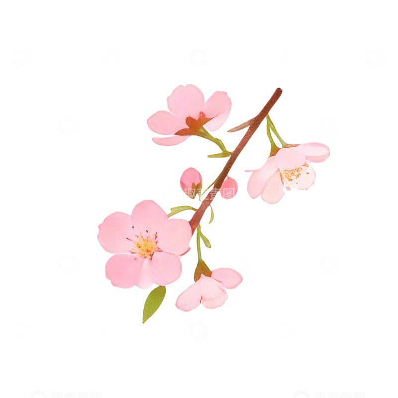 高清大图下载【趣麦麦图】樱花插画素材