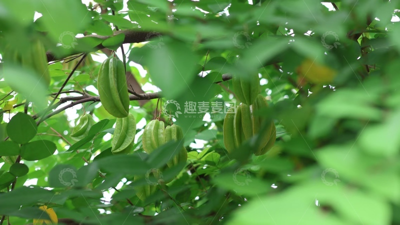 高清大图下载【趣麦麦图】绿叶中杨桃果实特写