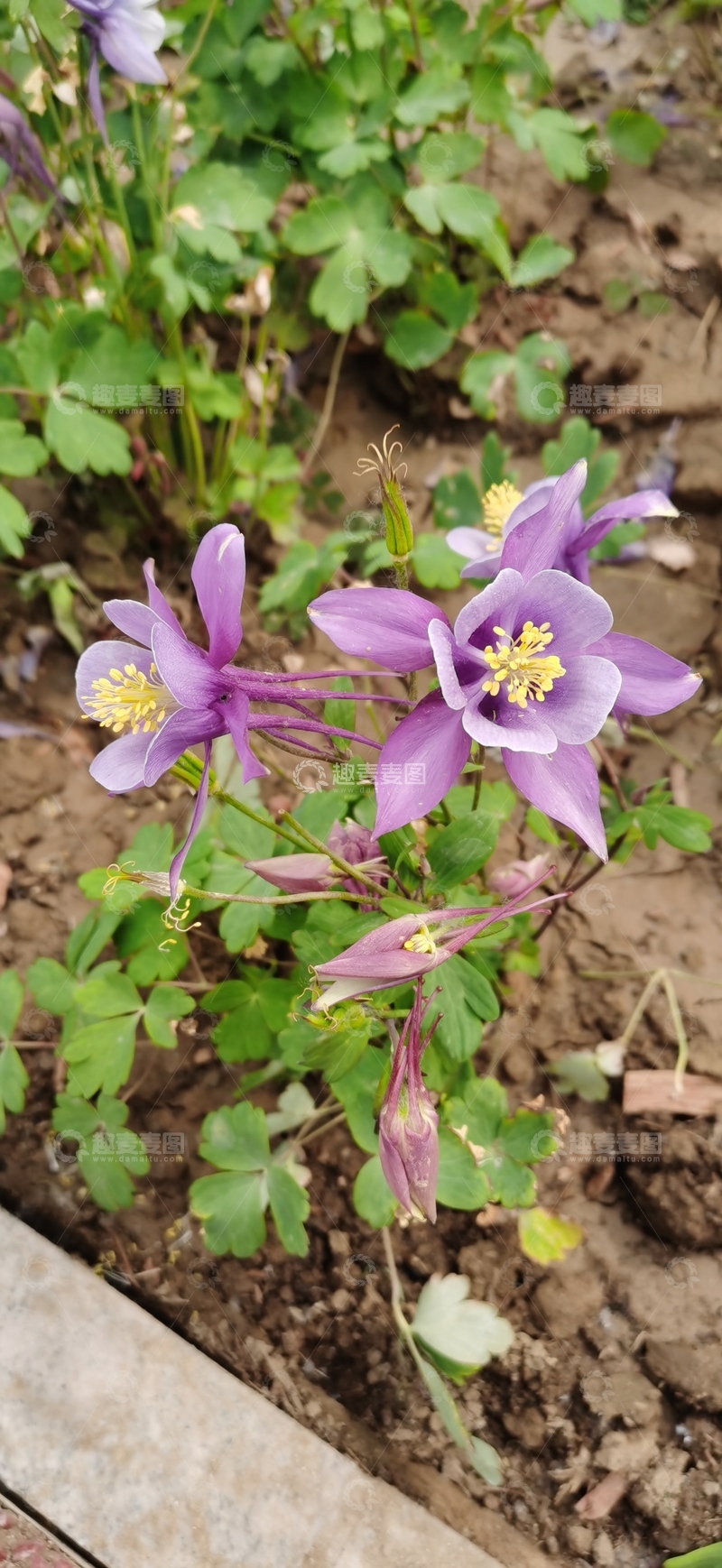 高清大图下载【趣麦麦图】紫色花卉绽放自然美景