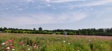 花海蓝天人物风景摄影