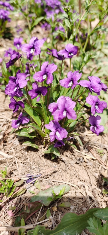 紫色花朵野外绽放