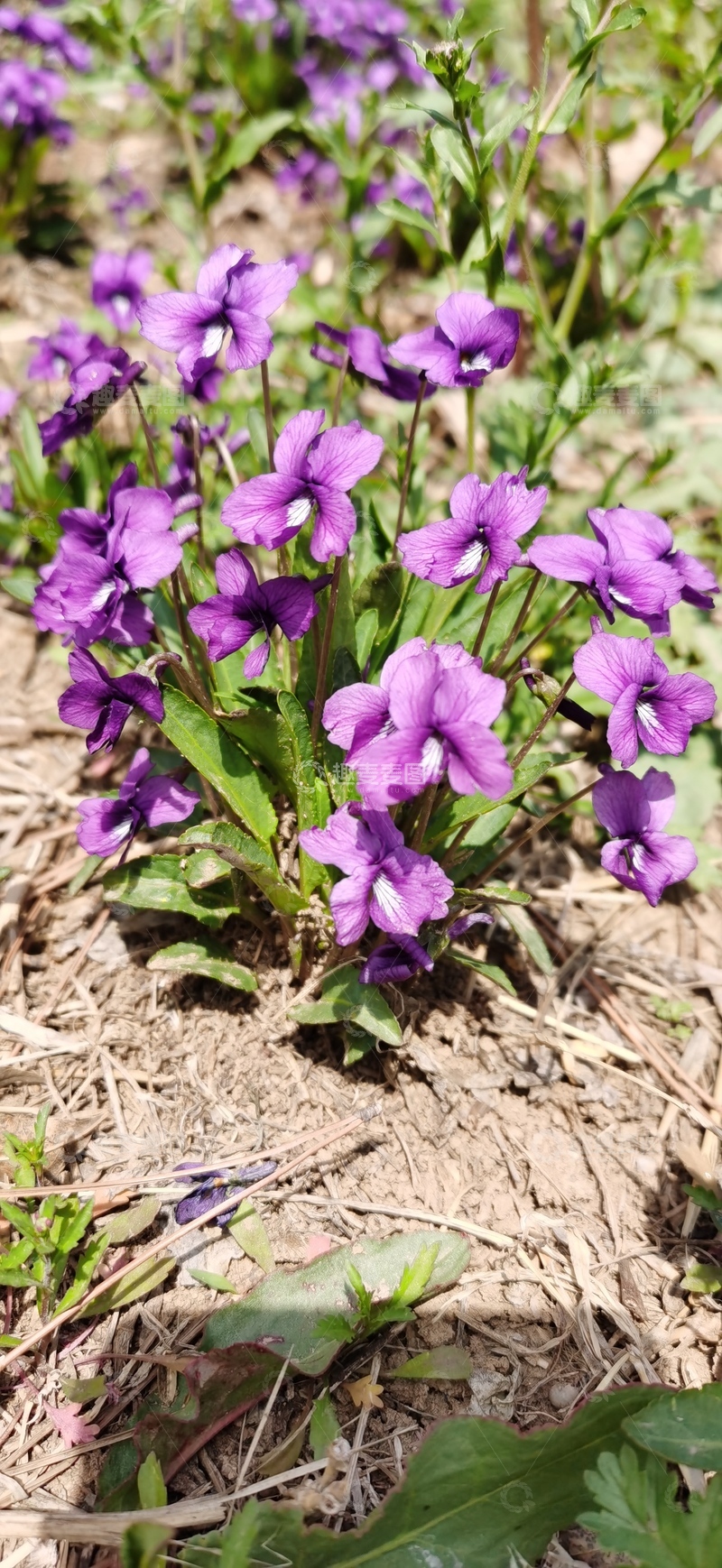 高清大图下载【趣麦麦图】紫色花朵野外绽放
