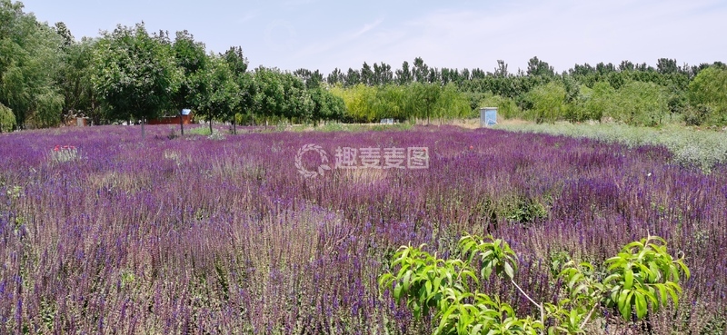 高清大图下载【趣麦麦图】紫色花海自然风光摄影图