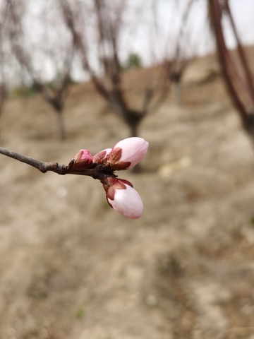 早春桃花绽放果园美景