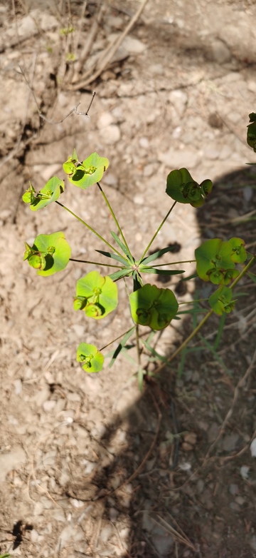 野外绿叶植物特写
