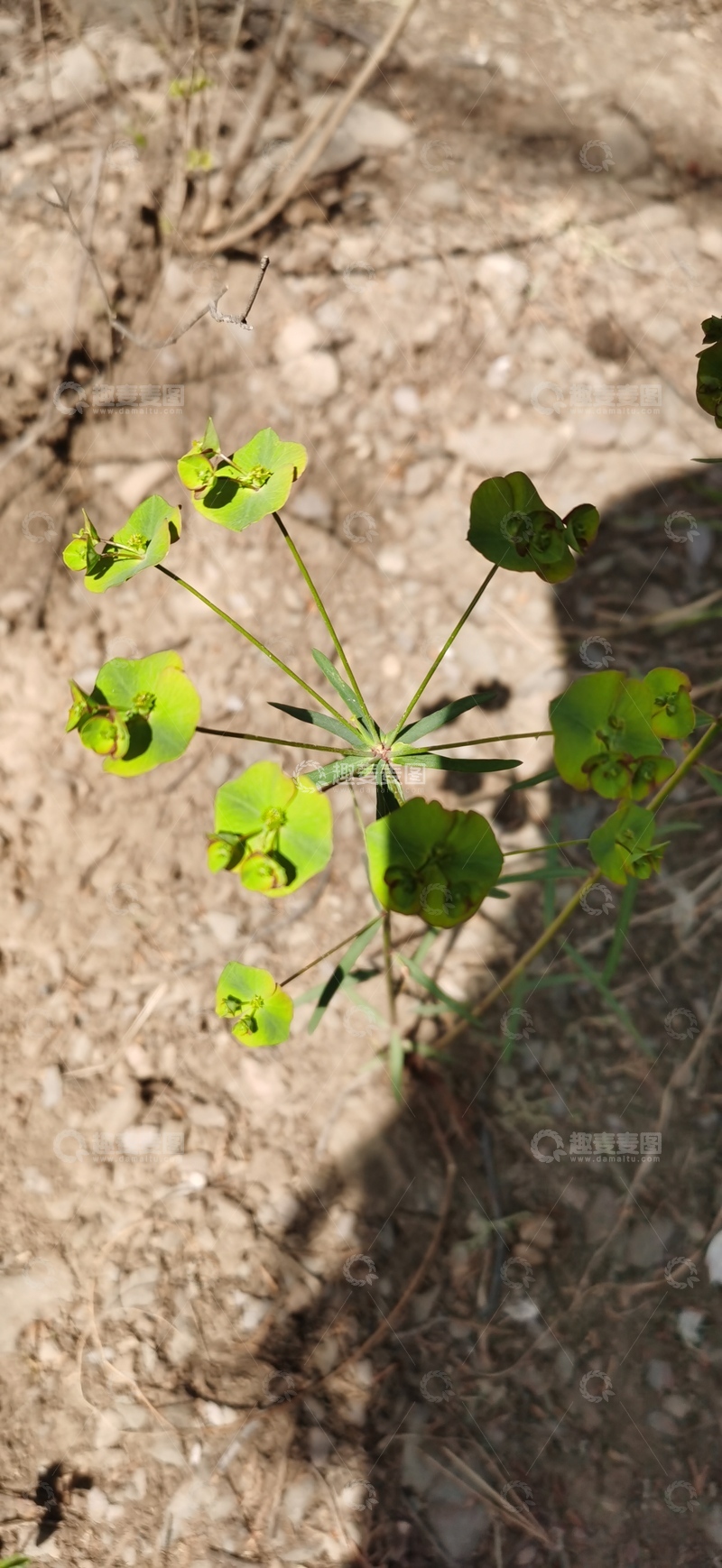 高清大图下载【趣麦麦图】野外绿叶植物特写