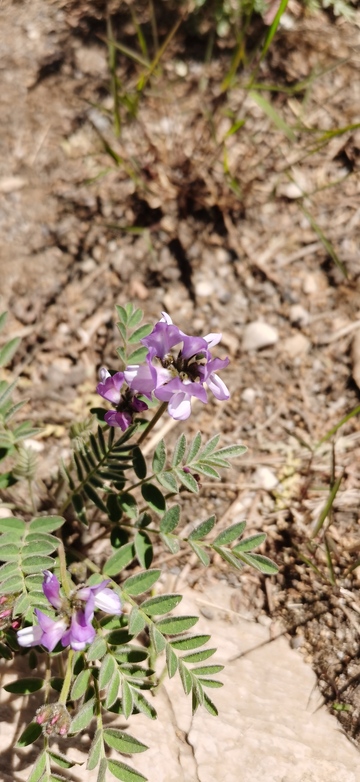 野花紫罗兰生长自然环境
