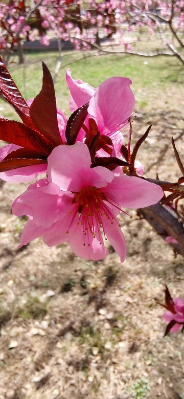 紫色花朵,野外,盛开,绿叶