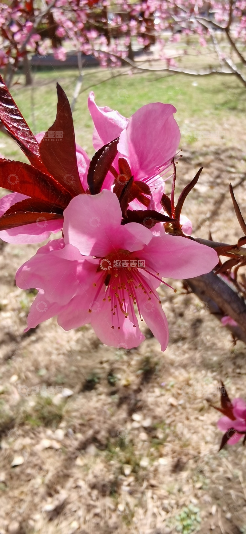 高清大图下载【趣麦麦图】紫色花朵,野外,盛开,绿叶