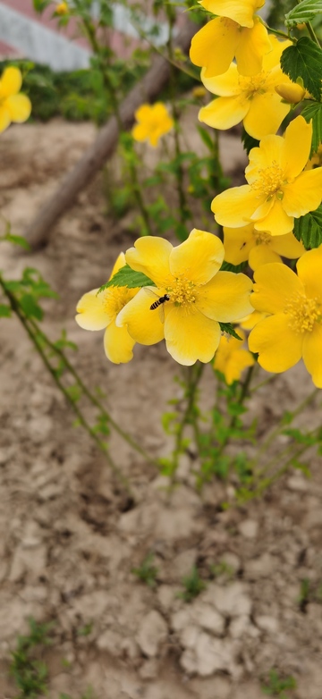 春日黄菊蜜蜂采蜜图
