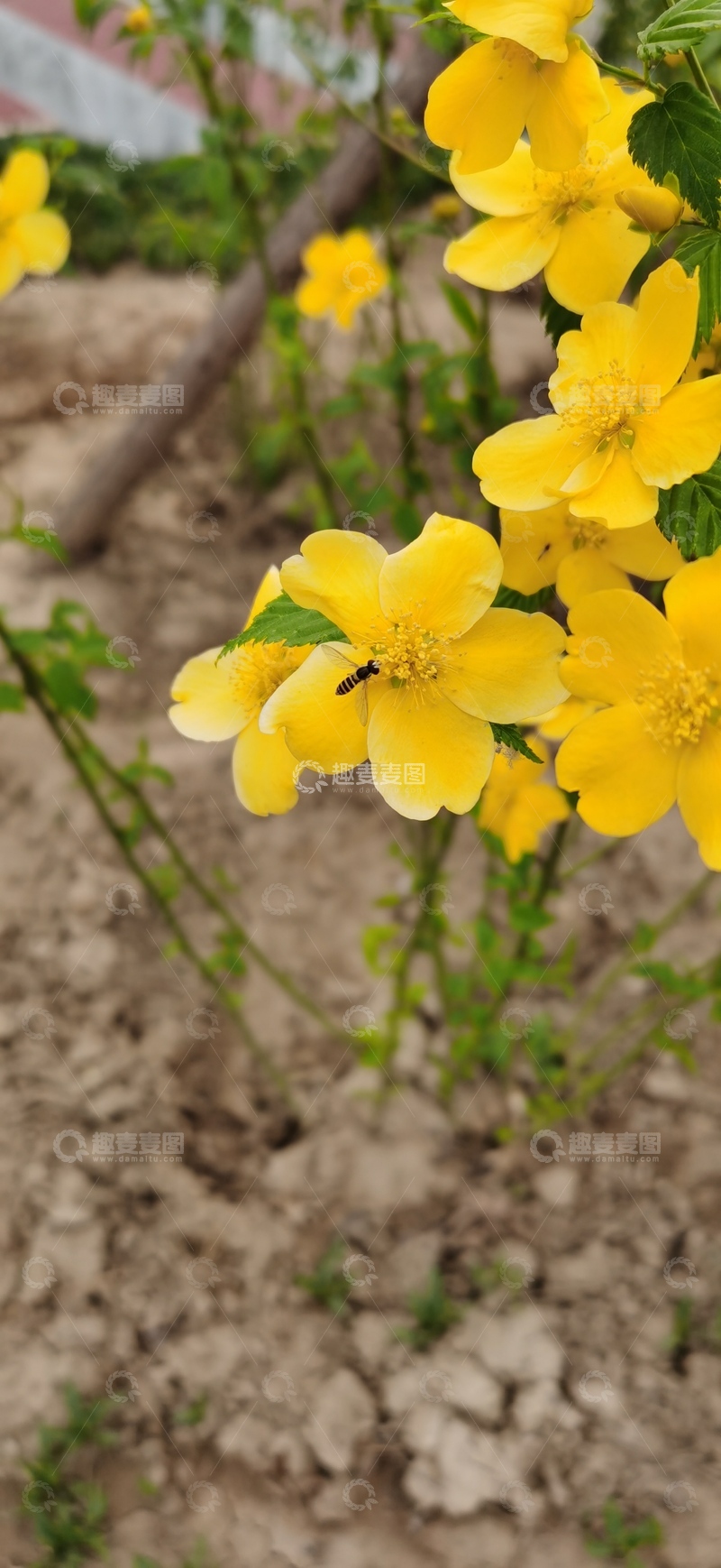 高清大图下载【趣麦麦图】春日黄菊蜜蜂采蜜图