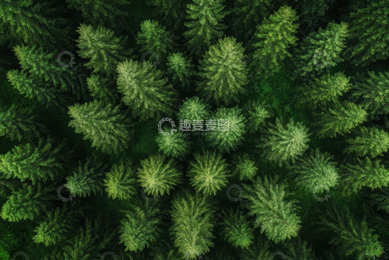 高清大图下载【趣麦麦图】森林俯视图自然摄影