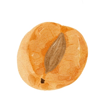 水彩画杏干美食食材插画素材