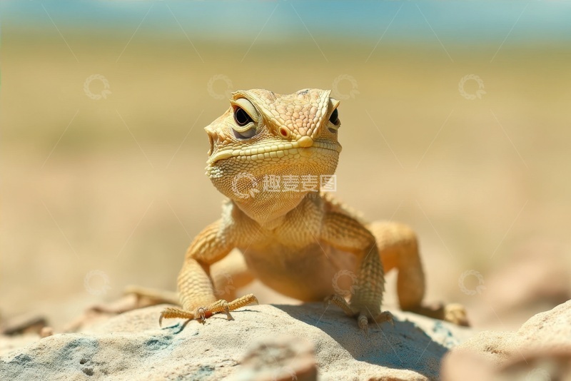 高清大图下载【趣麦麦图】沙地里的一只蜥蜴