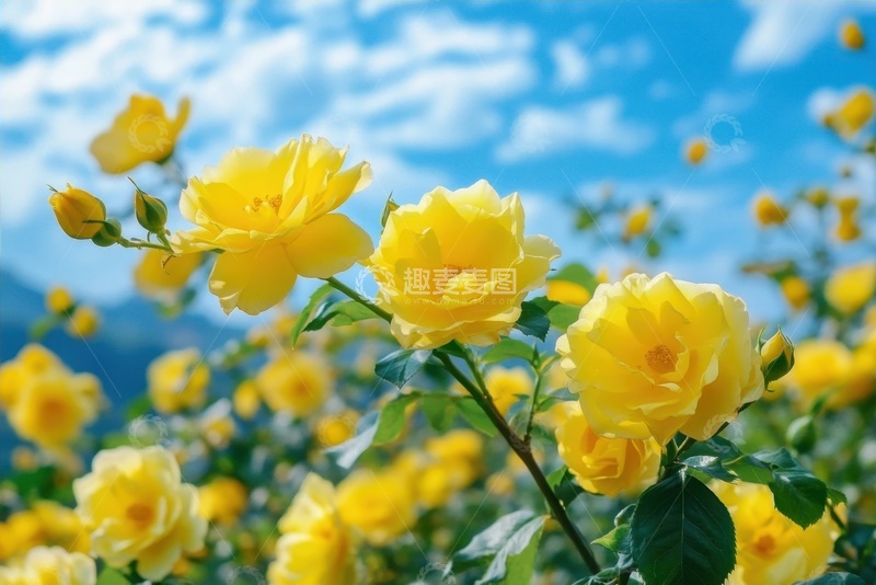 高清大图下载【趣麦麦图】盛开的黄色月季花