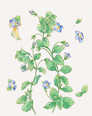 水彩植物蓝花阿拉伯婆婆纳