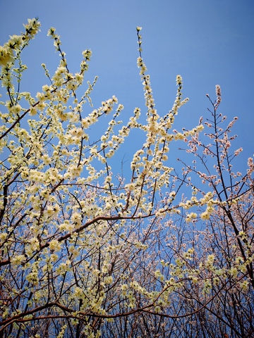 春日花开蓝天映衬