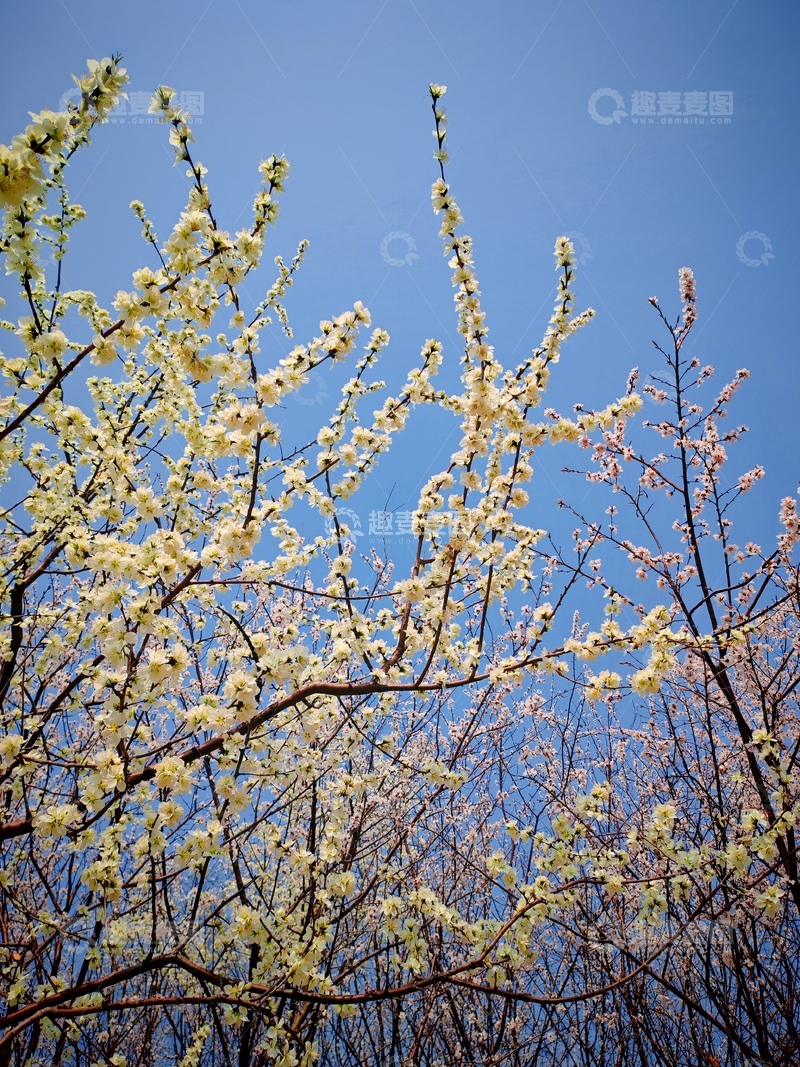 高清大图下载【趣麦麦图】春日花开蓝天映衬