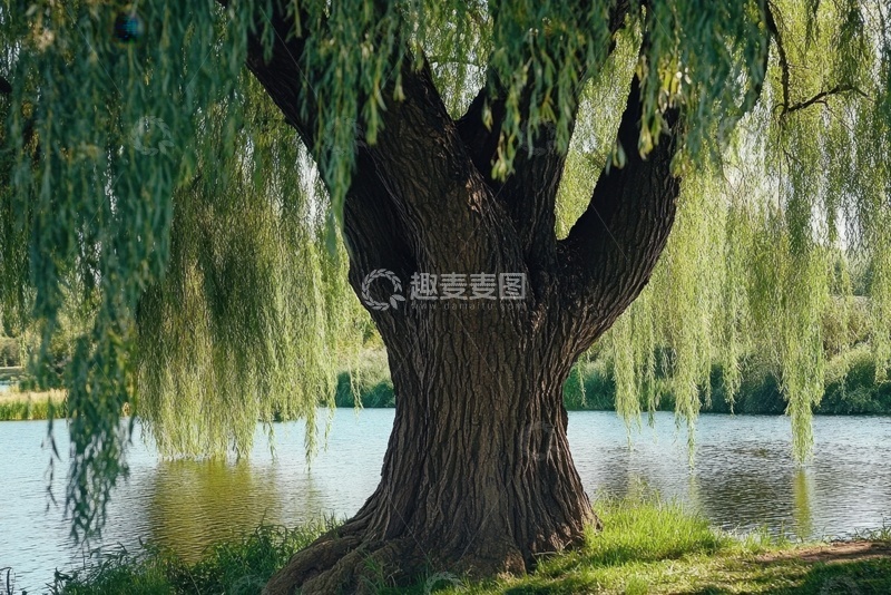 高清大图下载【趣麦麦图】河边的一颗大柳树