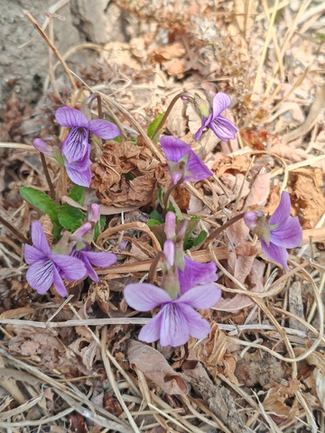 紫色小花在枯叶中绽放
