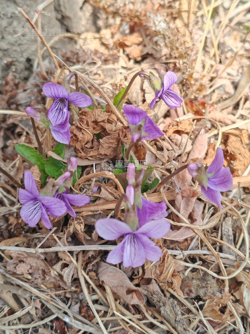 高清大图下载【趣麦麦图】紫色小花在枯叶中绽放
