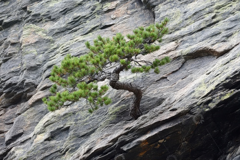 高清大图下载【趣麦麦图】岩石缝里生长的一颗松树